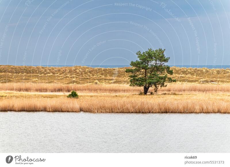 Baum im Schilf auf dem Fischland-Darß Ostsee Küste Prerow Ostseeküste Meer Mecklenburg-Vorpommern Nationalpark Vorpommersche Boddenlandschaft Himmel Wolken