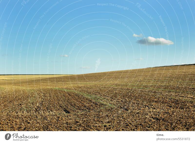 Kleine Wolken vor Horizont über sommerlichem Ackerland Landwirtschaft Sommer Feld Himmel Natur Landschaft Ackerbau Lichtverlauf nah und fern Weite ländlich