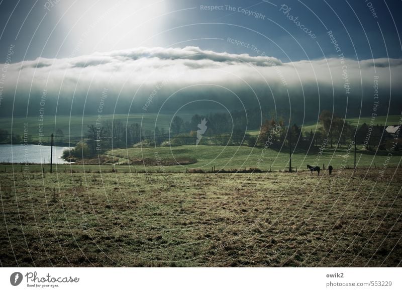 Zudecke Umwelt Natur Landschaft Pflanze Tier Himmel Wolken Horizont Klima Wetter Schönes Wetter Baum Gras Sträucher Wiese Teich Weide Nutztier Pferd 2 Strommast