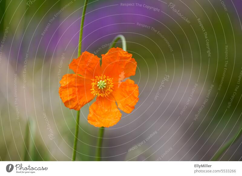 Blühender Atlas - Mohn, Papaver atlanticum Atlas-Mohn Pflanze rot Blüte Mohnblüte Sommer Farbfoto Klatschmohn Blume Mohnfeld Wiese Idylle Nahaufnahme zart