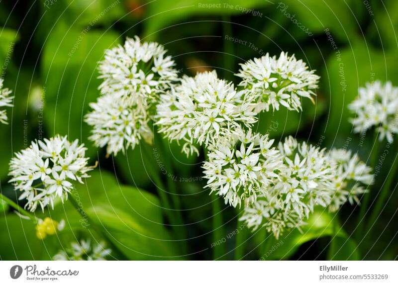 Blühender Bärlauch Blüte Bärlauchblüte weiß grün Pflanze Frühling Natur Blume Nahaufnahme Wildpflanze Umwelt natürlich Wachstum Allium ursinum schön Garten