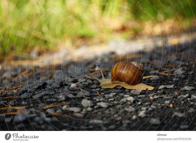 Weinbergschnecke auf einer Asphaltstraße Richtung Wiese kriechend Schnecke Helix pomatia cochlea Schneckenhaus Schneckenkönig Schraubenform Tempo Schneckentempo