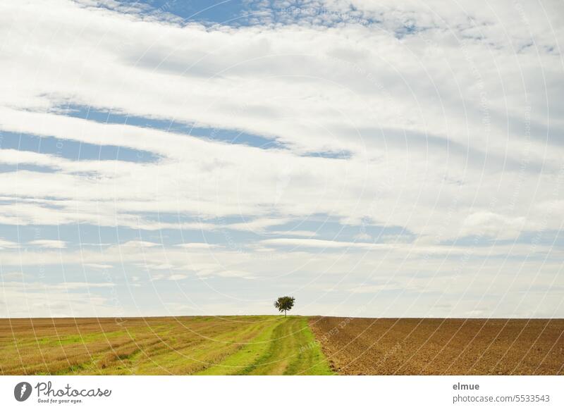 kleiner Laubbaum am Horizont zwischen abgeernteten Feldern Baum solitär Feldweg Weg geradeaus Landschaft zielführend Landwirtschaft Feldwirtschaft Wanderweg