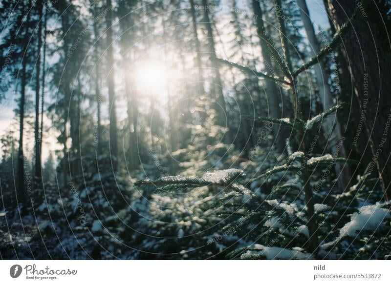 Oh Tannenbaum III Wald Nadelwald Bäume Umwelt Nadelbaum Farbfoto Forstwirtschaft Pflanze Baum Natur Holz Landschaft Außenaufnahme Fichte Fichtenwald Winter