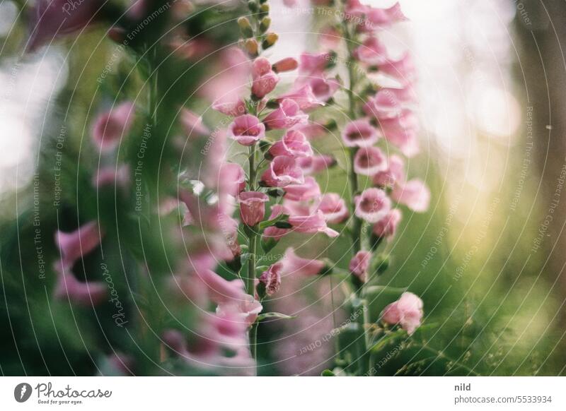 Waldbad – Digitalis purpurea – Fingerhut Farbfoto Natur Außenaufnahme waldbaden Analogfoto Kodak Menschenleer Umwelt Erholung Einsamkeit ruhig Spaziergang