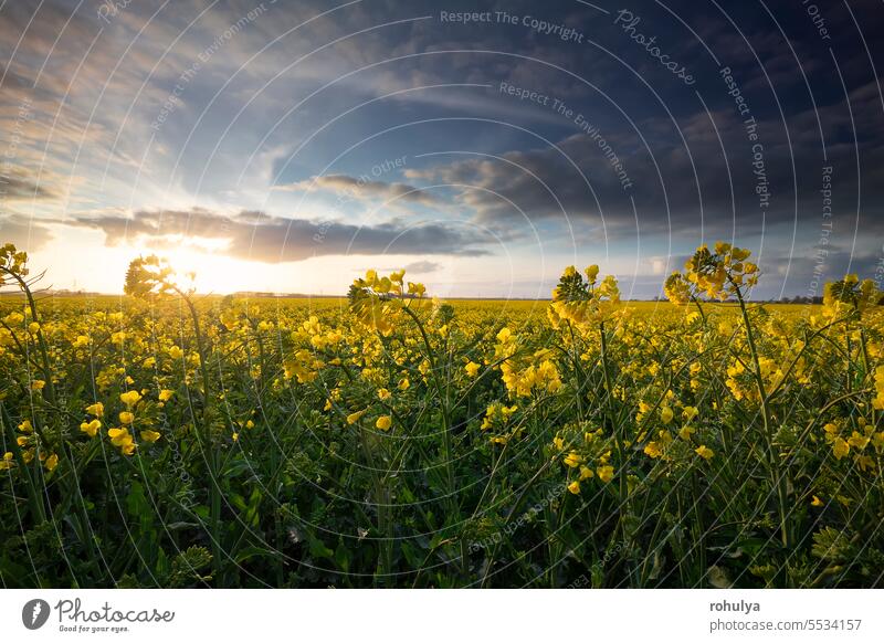 Rapsblütenfeld an einem sonnigen Tag Rapssamen Leng Blume gelb viele Ackerbau Cloud Wolkenlandschaft Frühling Saison saisonbedingt Sonne Sonnenlicht