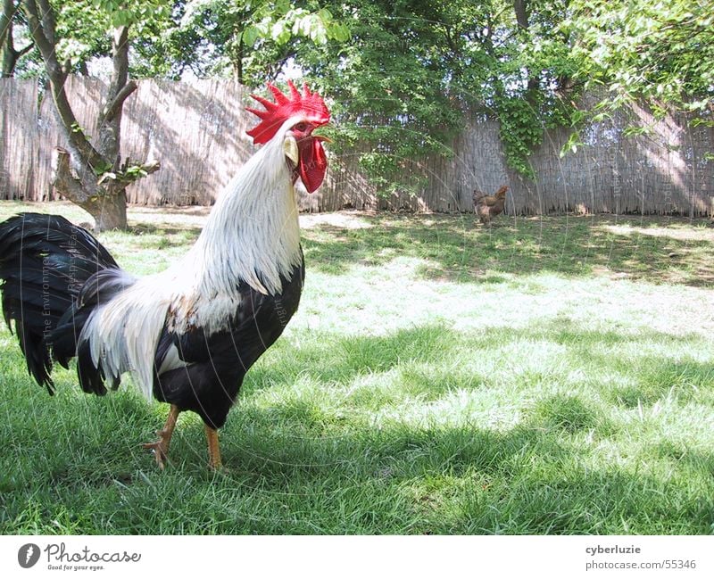 Vogelgrippe=Fremdwort Hahn Wiese Frühling Tier Haushuhn Gras Baum rot schwarz weiß grün Sonne freilaufen Schatten kiekeriki