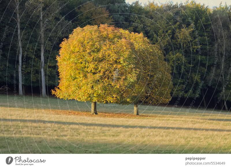 Siamesische Zwillinge – zwei Bäume perspektivisch versetzt und so den Eindruck erwecken, als wäre es ein Baum mit zwei Stämmen. Natur Wald Landschaft Umwelt