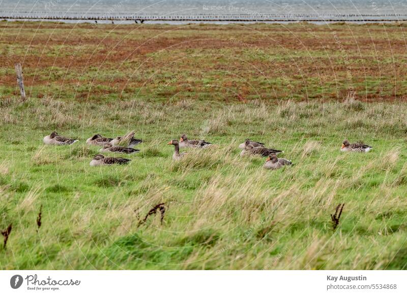 Graugänse in den Feuchtwiesen Gänse Vögel Natur Außenaufnahme Vogelflug Freiheit Tiergruppe Zugvogel Fauna Nationalpark Wattenmeer Wiesen Relaxen Graugans