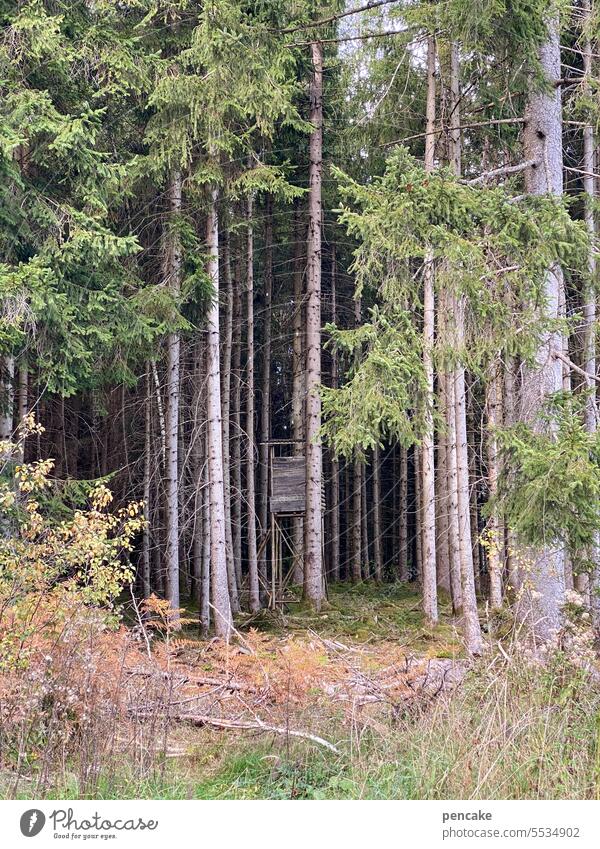 oh tannenbaum | gemeinsam statt einsam Wald Bäume Tannenbaum Baum Natur Nadelbaum Landschaft Nadelwald Umwelt Hochsitz Gemeinschaft