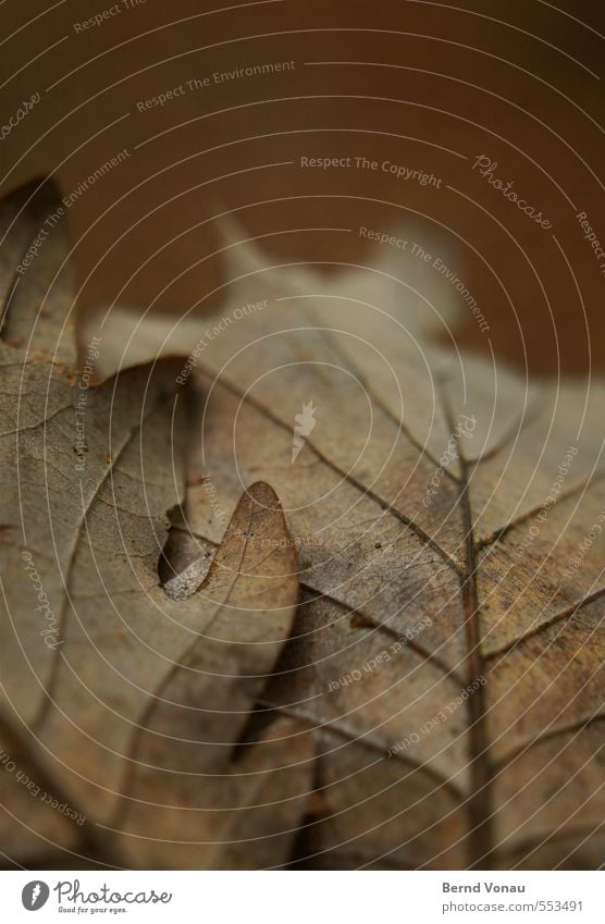 Beistand Umwelt Natur Pflanze Herbst Baum Blatt Wald braun grau rot Herbstlaub Blattadern Zusammensein aufeinander rund Umrisslinie Strukturen & Formen