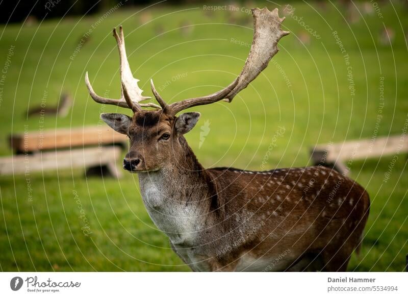 Damwild - Hirsch auf grüner Wiese im Hintergrund Damwild und Futtertröge aus Holz. In einem großen Damwildgehege im Herbst. Geweih Holztrog grüne Wiese Gehege