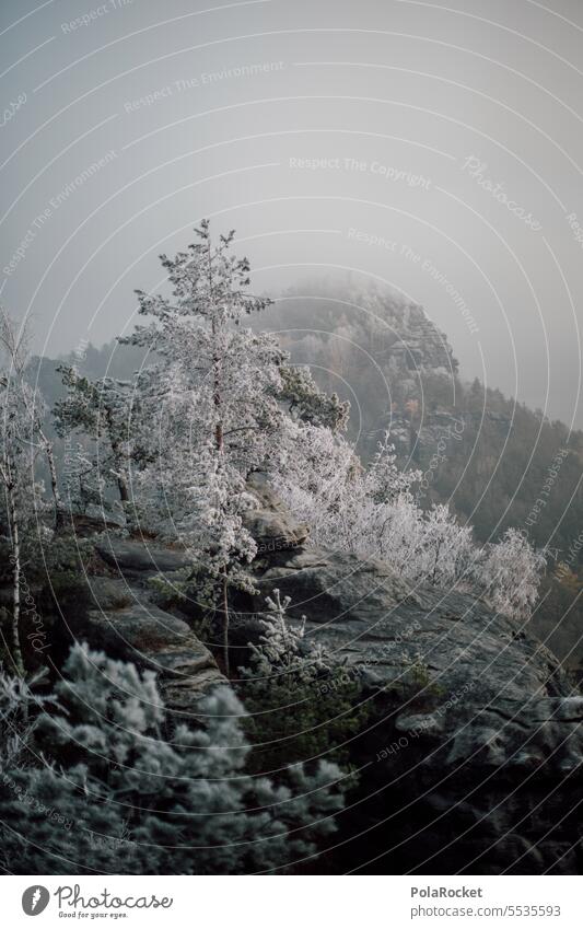 #A0# Kalte Höhe Elbsandsteingebirge Elbsandstein Hochland elbasnd Landschaft Außenaufnahme Felsen Sächsische Schweiz Natur Farbfoto Wald Berge u. Gebirge