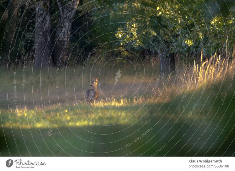 Ein herbstlicher Sonntagmorgen. Ein einsames Reh schaut aufmerksam in die Ferne, Sonnenlicht streift Eichenlaub, Gräser und das Reh. Ricke Rehwild Jagd Herbst