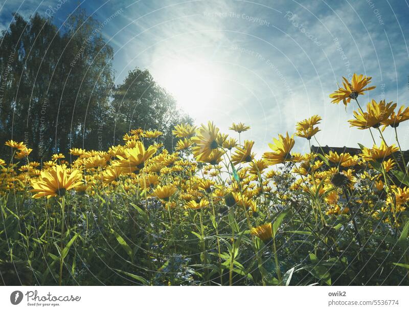 Lauter Sonnenhüte Blumen Wiese Natur Pflanze Blüte Blühend natürlich Blumenwiese Außenaufnahme Garten Umwelt Wachstum Sonnenlicht Gegenlicht Tageslicht