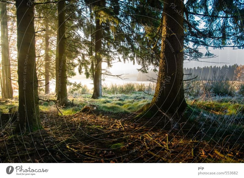 sonntag morgen Umwelt Natur Landschaft Sonnenaufgang Sonnenuntergang Sonnenlicht Herbst Klima Schönes Wetter Nebel Eis Frost Pflanze Baum Moos Fichtenwald Tanne