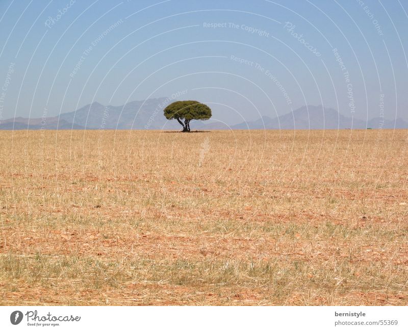 Einsamer Baum Sommer trocken Einsamkeit Außenaufnahme Landschaft Berge u. Gebirge hell wolkenfrei Wolkenloser Himmel