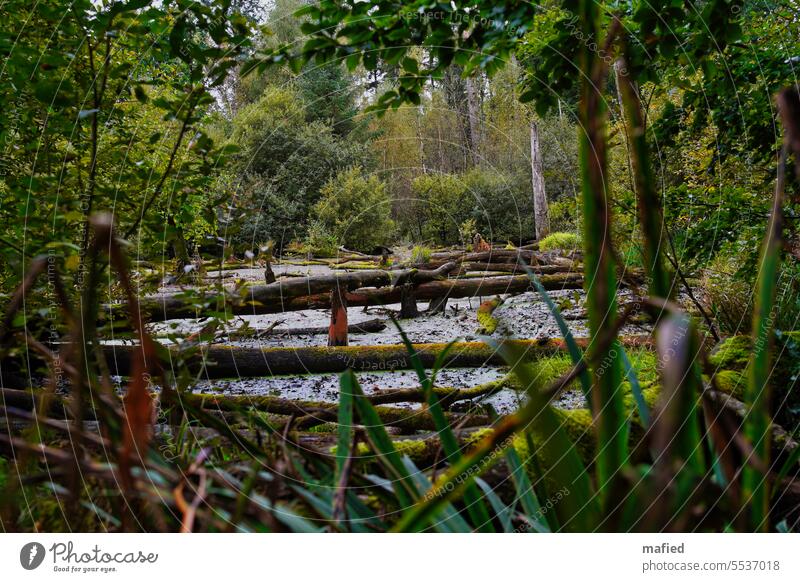 Moortümpel im Kaltenhofer Moor See Bäume Birken Wasser Spiegelung Schilf Uferzone bedeckter Himmel trübe Landschaft Natur Naturschutz Kulturlandschaft