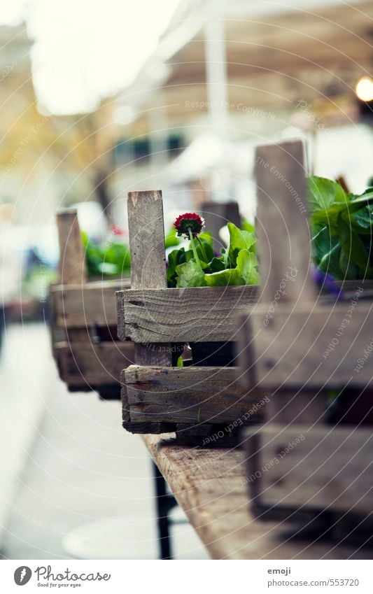 Blumenkisten Umwelt Natur Pflanze Grünpflanze natürlich grün Kiste Floristik Markt Marktstand Farbfoto Außenaufnahme Menschenleer Tag Schwache Tiefenschärfe