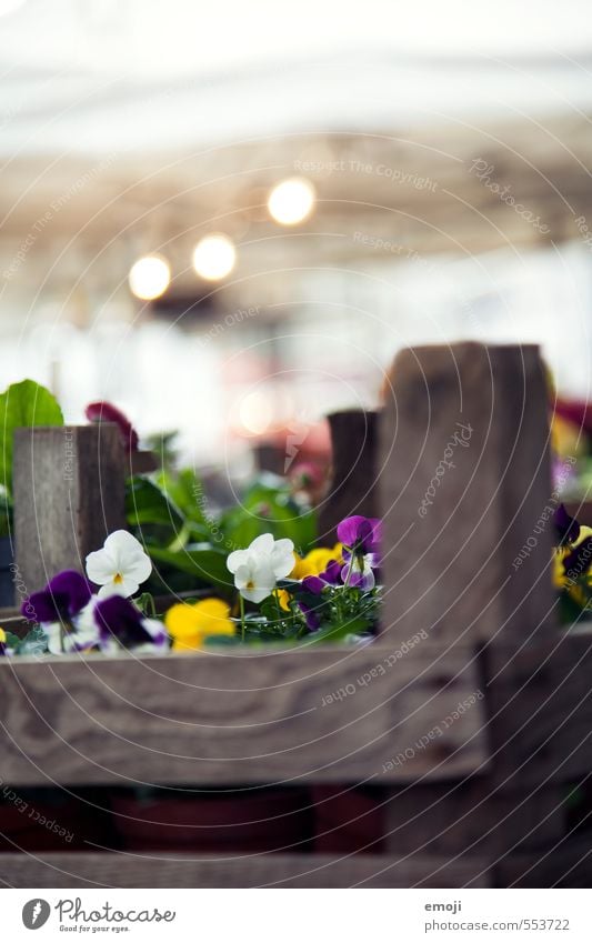 Geblümtes Umwelt Natur Pflanze Blume Stiefmütterchen Duft natürlich Blumenbeet Blumenkasten Farbfoto Außenaufnahme Nahaufnahme Menschenleer Tag