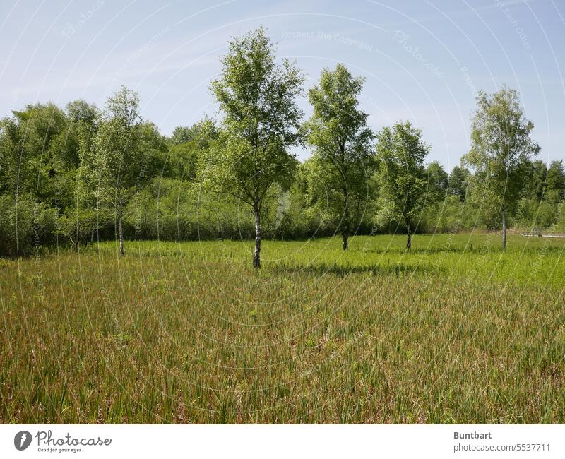 Birken im Moor grün Landschaft Baum Tag Umwelt Sumpf Wald Gras Sträucher Natur Pflanze Schönwetter