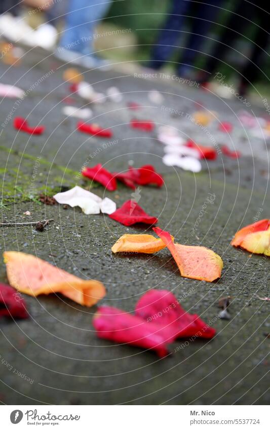 hilfreich | wegmarkieung zum ja - wort Hochzeit Glück Markierungen Feste & Feiern Rosenblätter rot Romantik Liebe romantisch Dekor hochzeitlich Zeremonie