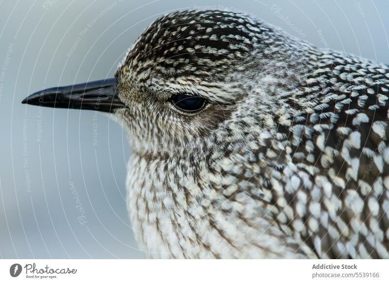 Grauregenpfeifer, der im Winter in der Landschaft steht Vogel Kiebitzregenpfeifer Pluvialis squatarola starren gefroren kalt Vogelbeobachtung Ornithologie Fauna