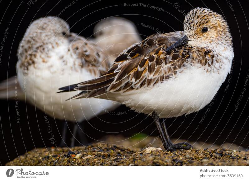 Kleine Calidris alba Vögel auf dem Boden stehend Vogel Sanderling calidris alba rau Oberfläche Vogelbeobachtung Ornithologie Zoologie correlimos tridactilo dünn