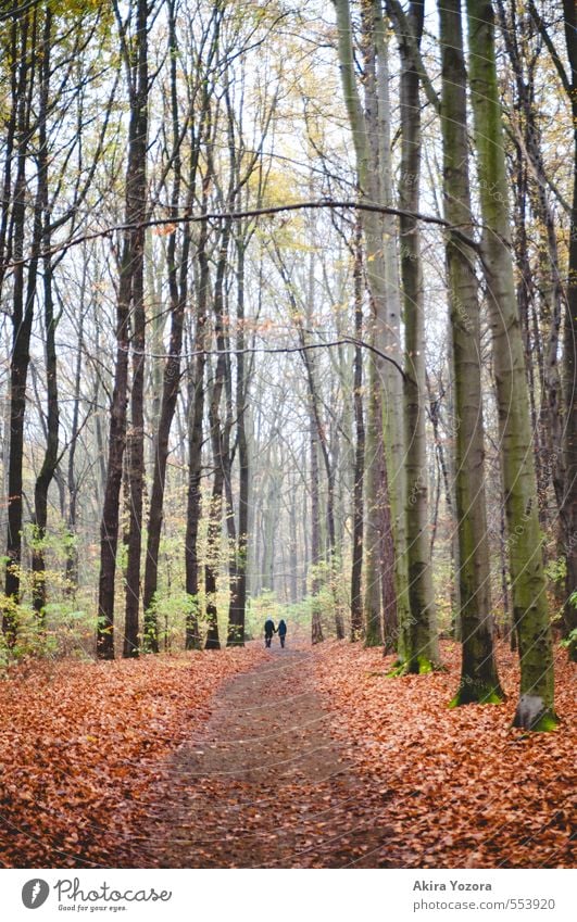 walk the road, together. Mensch Paar 2 Natur Landschaft Herbst Nebel Baum Blatt Wald berühren gehen laufen Zusammensein Glück natürlich braun gelb grün orange