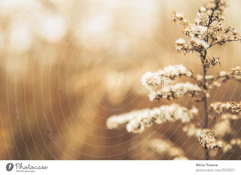 The golden Season. Natur Tier Herbst Pflanze Blüte Wiese verblüht dehydrieren hell natürlich braun gelb weiß Endzeitstimmung Idylle Farbfoto Gedeckte Farben