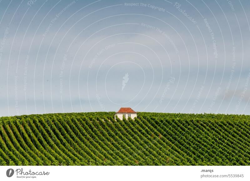 Hauswein Kaiserstuhl Weinbau Weinberg Schönes Wetter Himmel Sommer Horizont Natur Weinrebe Erholung Landschaft Landwirtschaft Hügel Feld Reihen Rebstöcke Reben