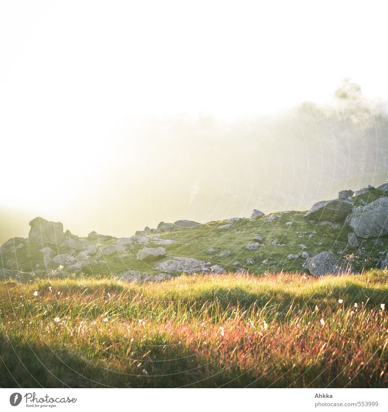 Irokesen Wolken Klima Pflanze Gras Felsen Blühend leuchten Flüssigkeit frech grün rot Stimmung Lebensfreude Frühlingsgefühle chaotisch Einsamkeit Erwartung