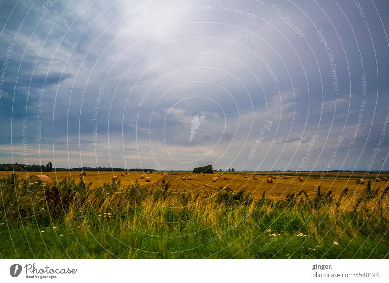 Spätsommer - Ackerland mit Strohballen Landschaft Feld Landwirtschaft Sommer Himmel Außenaufnahme Ackerbau Ernte Nutzpflanze Stoppelfeld Natur Umwelt Getreide