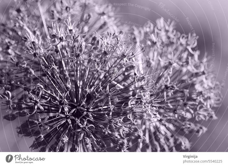 Schöne Frühling Muster Hintergrund mit blauer Blume. Nahaufnahme Lauch Ball schön Schönheit Blütezeit botanisch Botanik Knolle bauchig kreisen schließen Flora