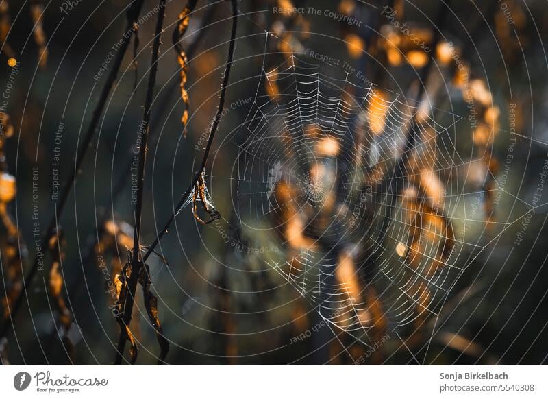 Der Herbst kommt Spinnennetz Jahreszeit Laub Natur Blätter Herbstlaub Vergänglichkeit Herbststimmung Herbstbeginn Herbstwetter Außenaufnahme herbstlich