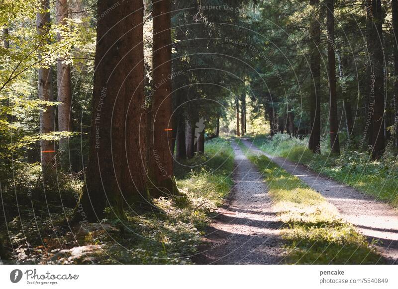 lichtmalerei Wald Herbst Lichteinfall Licht und Schatten Weg Waldweg Bäume ruhig Wege & Pfade Erholung Landschaft Fußweg wandern Spaziergang Spazierweg