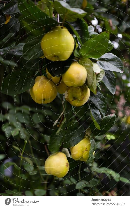 ein Baum hängt voll mit reifen gelben Quitten Herbst Garten ernten Frucht Natur Ernte Lebensmittel frisch Farbfoto grün Gesundheit