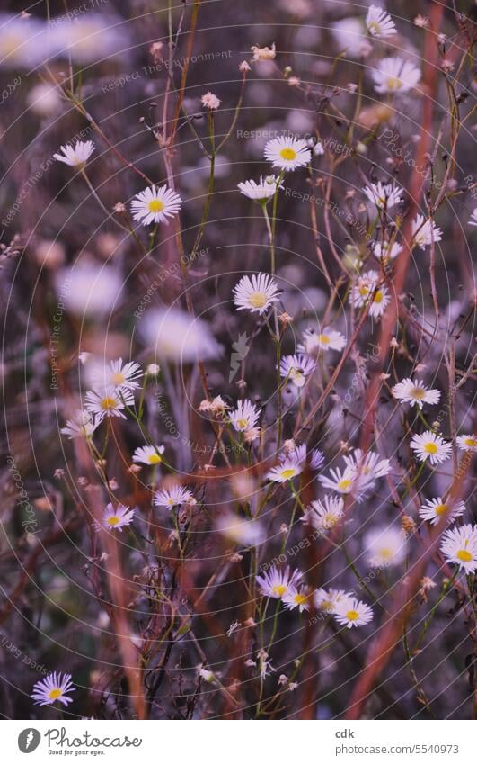 Gräser und Blüten im herbstlichen Abendlicht. Gräser im Licht Pflanze Natur Umwelt Wildpflanze Menschenleer Nahaufnahme Unschärfe Gras Sommer natürlich Wiese