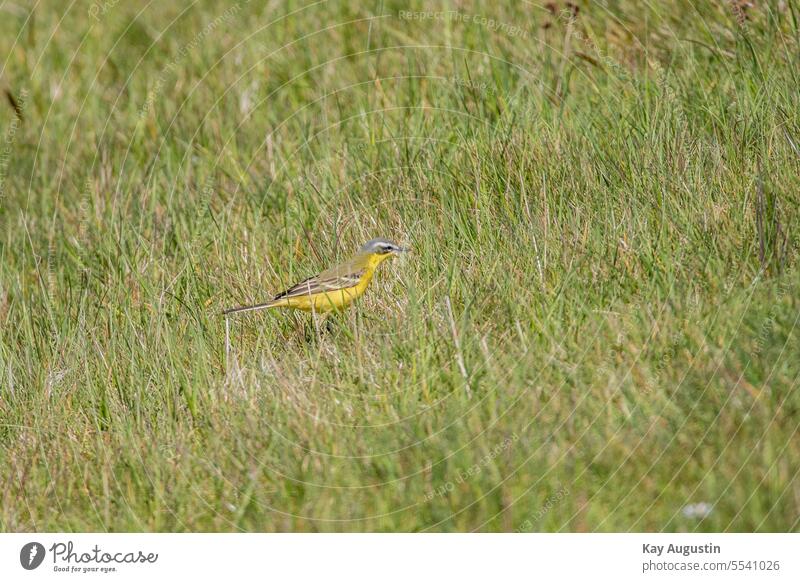 Schafstelze in den Wiesen Motacilla flava Vögel Fauna Leuchtend gelb Sperlingsvögel Passeriformes blassgelb Standvogel Singvögel Wildvögel Nahrungsbeschaffung