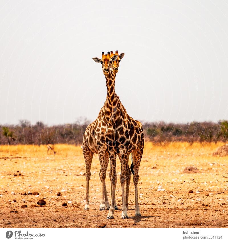 doppelkopf etosha national park Etosha wild Afrika Namibia Außenaufnahme Ferne Fernweh Farbfoto Freiheit Natur Abenteuer Landschaft Ferien & Urlaub & Reisen