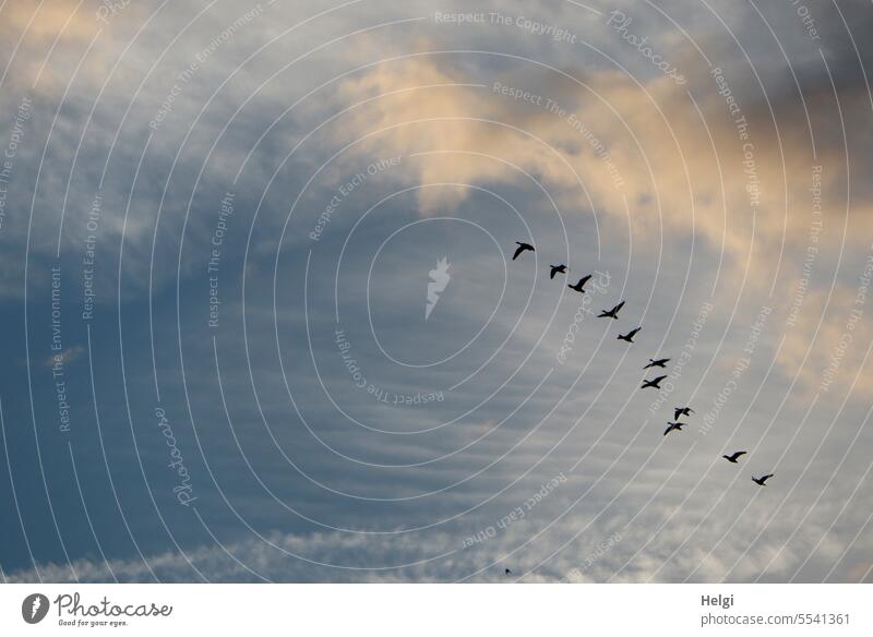 Weites Land | Frühflieger über dem Teufelsmoor Vögel Wildgänse Gänse Tier Vogelflug fliegen Natur Himmel Freiheit Zugvögel Vogelschwarm Zugvogel Schwarm