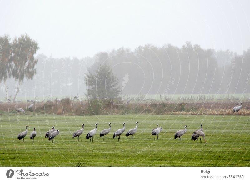 nebeliger Herbstmorgen mit vielen Kranichen Vogel Zugvogel Vogelzug Rast Kranichrast Diepholzer Moorniederung Futtersuche Wiese Nebel Morgen Nebelmorgen stehen