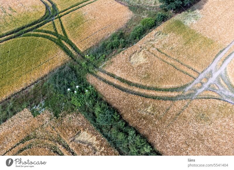 Kreiseln im Korn Landwirtschaft Vogelperspektive Menschenleer Drohnenansicht Ackerbau Landschaft Feld Nutzpflanze Kornfeld Getreide Getreidefeld Lebensmittel