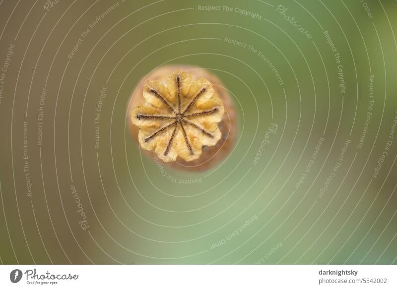 Samen einer reifen Mohn Blume in beige und grün Poppy Blüte Sommer Pflanze Klatschmohn Blühend poppy rot ruhig draufsicht Aufsicht Garten Feld Opium opiate