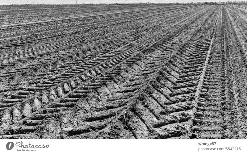 Spurensuche Feld Ackerland Reifenspuren Traktorspur Ernte Erntezeit abgeerntetes Feld Landwirtschaft Ackerbau Außenaufnahme Erntemonat