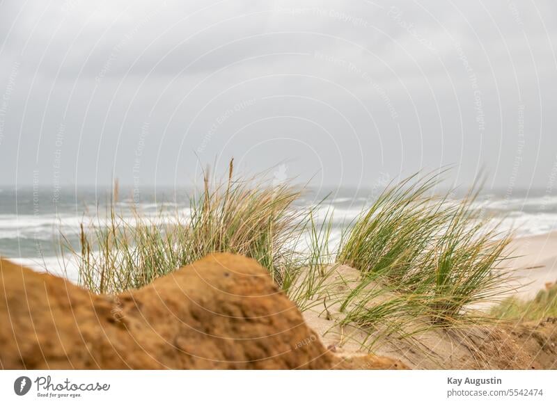 Herbststurm an der Nordseeküste Wetter Wolkenbild Insel Sylt Dünenhalme Nordseeinsel Stürmisch Wellengang Wilde Nordsee Strand Meer Herbstzeit Brandung Gischt