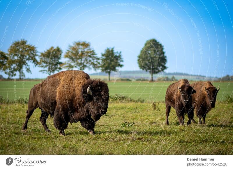 Beeindruckender Bisonbulle läuft auf grüner Wiese und wird von zwei weiblichen und zusammenstehenden Bisons (Damen) beobachtet. Im Hintergrund eine Baumreihe, Berghügel und klarer blauer Himmel.