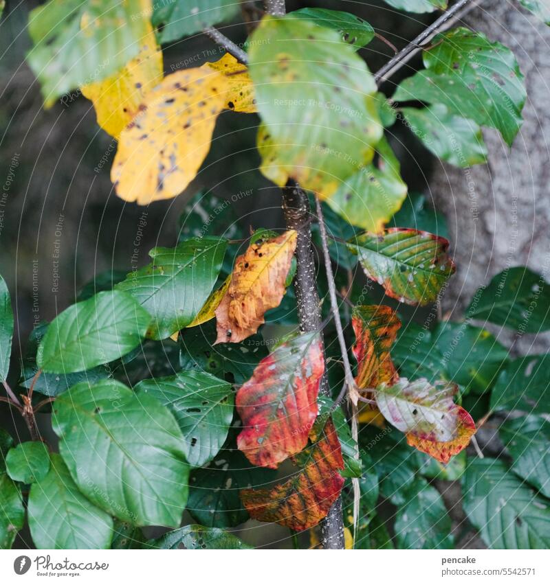 blattbunt Herbst Herbstfarben Blatt Herbstlaub Herbstfärbung Laubwerk Vergänglichkeit Herbststimmung Natur Baum Umwelt