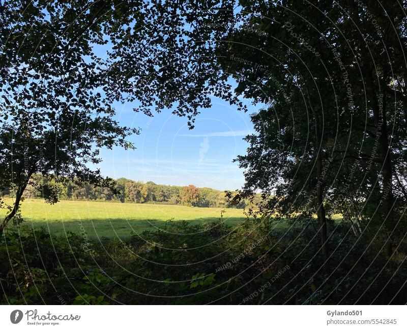 Wandern auf der Schwanheimer Wiese im Frankfurter Stadtwald Herbst Hintergrund schön blau blauer Himmel Blauer Himmel Land Landschaft Umwelt fallen Feld Wald