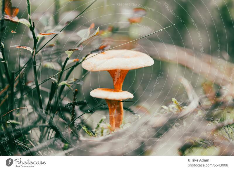 Pilze im Wald Macro Detailaufnahme Laub Nahaufnahme Pflanze Außenaufnahme Wanderung Waldboden Herbst Jahreszeiten Waldspaziergang Pilzsucher Lamelle Natur